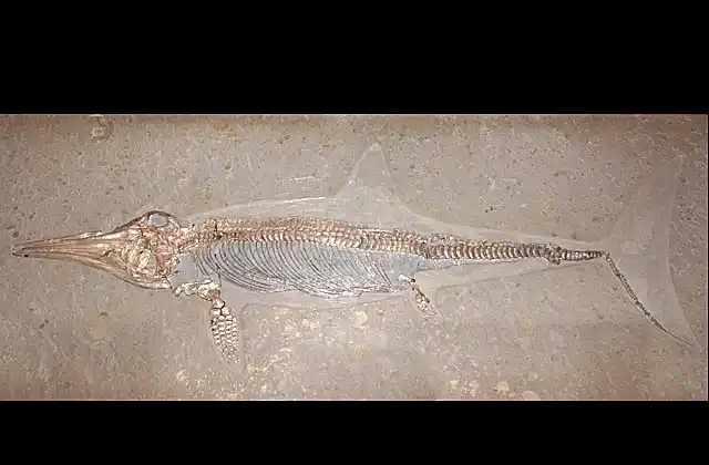 Ichthyosaurus (Stenopterygius sp.) fossil.