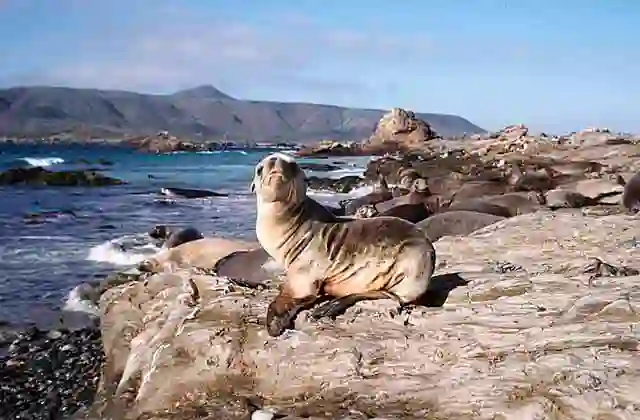 Californian Sea Lion (Zalophus californianus) pup.