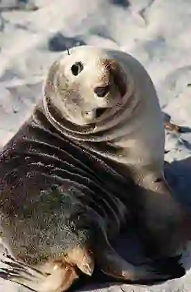 Australian Sea Lion (Neophoca cinerea) pup.