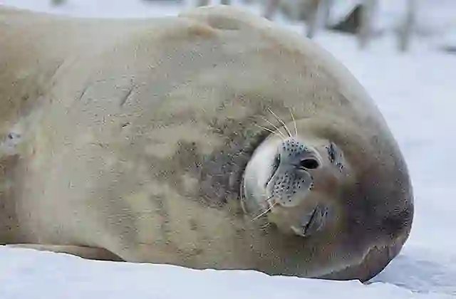 Weddell Seal (Leptonychotes weddellii) asleep near remains of whaling skiff.