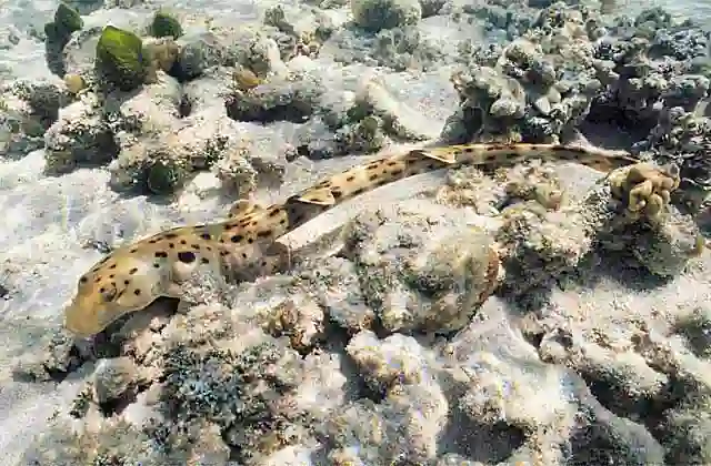Epaulette Shark (Hemiscyllium ocellatum) foraging on reef flat shallows at high tide.