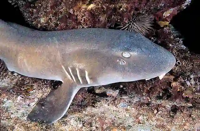 Brown-banded Bamboo Shark (Chiloscyllium punctatum)
