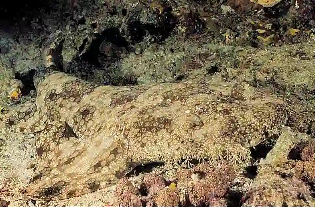 Tasselled Wobbegong (Eucrossorhinus dasypogon)