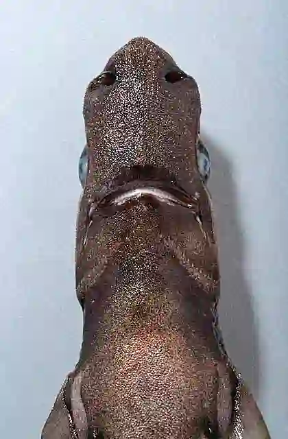 Moller's Lanternshark (Etmopterus molleri) Ventral head detail.