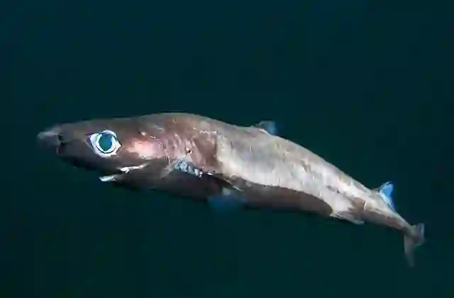 Brown Lanternshark (Etmopterus unicolor) Deepwater species of dogfish shark which has luminous organs on the underside to enable it to blend in with dim surface light.  in 300 to 2213 meters.