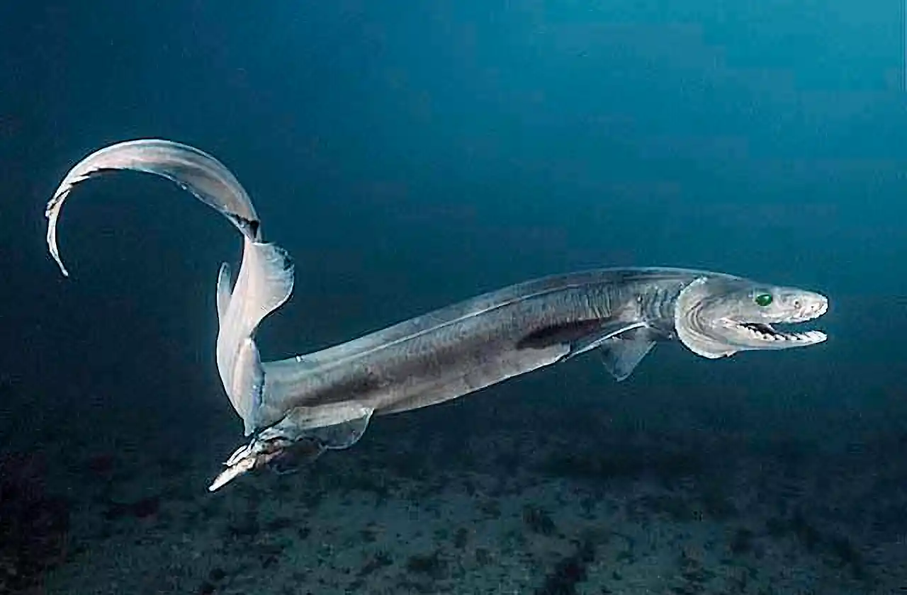 Frilled Shark (Chlamydoselachus anguineus) Male. Rare deep water shark with international distribution. Has rows of three-pointed holding teeth.