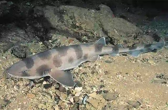Whitefin Catshark (Cephaloscyllium albipinnum) Deepwater catshark found in 240 to 550 m in Australia from NSW to South Australia.