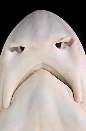 Gummy Shark (Mustelus antarcticus) Underside of snout showing nostrils, mouth and Ampullae of Lorenzini.