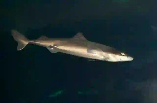 Grey Smoothhound Shark (Mustelus californicus)