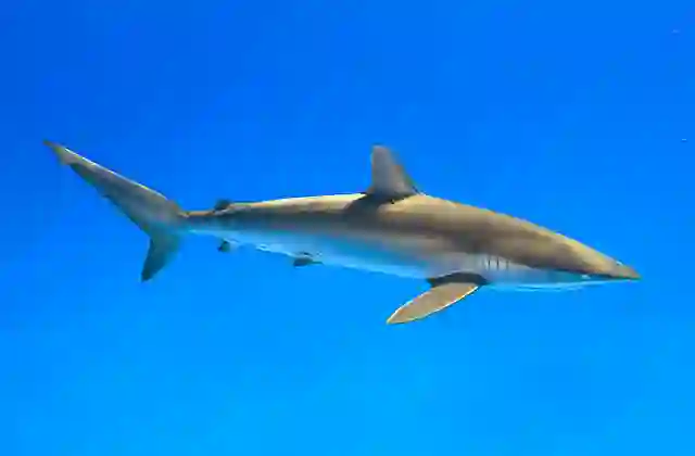 Silky Shark (Carcharhinus falciformis)