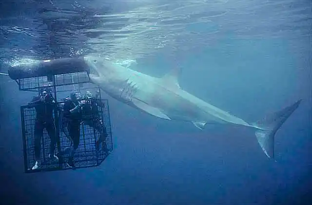 Great White Shark (Carcharodon carcharias) attacking divers in shark cage.