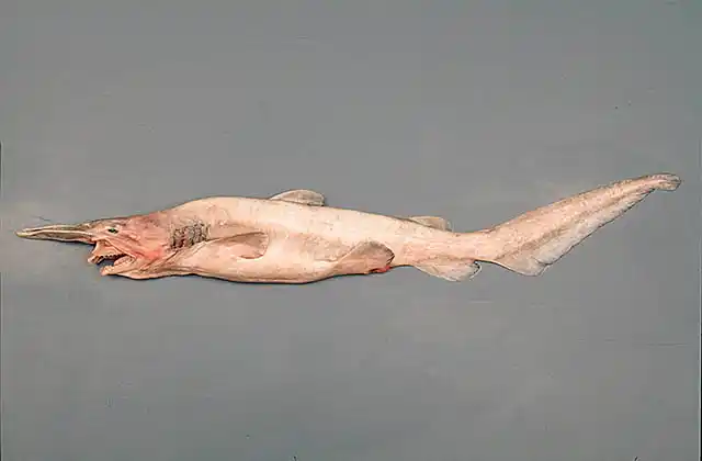 Goblin Shark (Mitsukurina owstoni) Rare deep water shark found in all oceans in depths to 1200 m. Snout covered in electro receptors. Protusile jaw. Specimen type for museum biology collection.