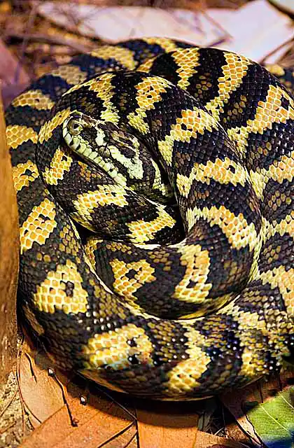 Carpet Python (Morelia spilota mcdowelli)