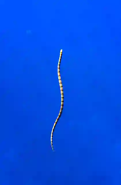 Peron's Sea Snake (Acalyptophis peronii) swimming to the surface to breath.