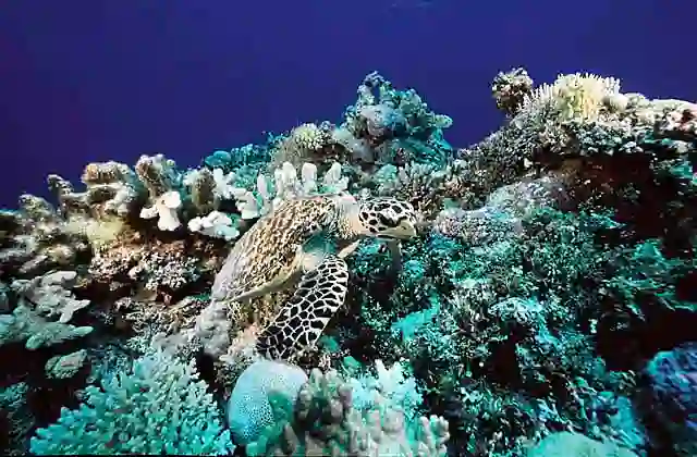 Hawksbill Turtle (Eretmochelys Imbricata) Foraging over coral reef.
