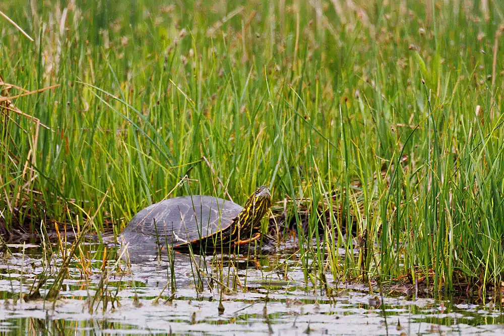 Painted Turtle (Chrysemys picta) sunbaking on edge of slough.