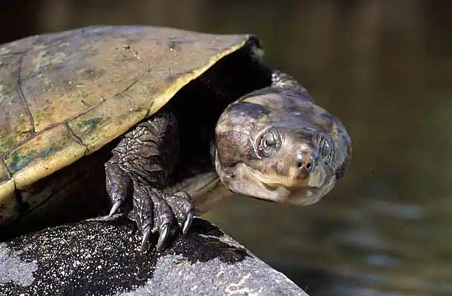 Kreffts River Turtle (Emydura krefftii) Large adult with typical macrocephaly or enlarged head.