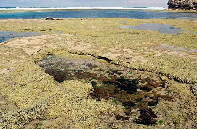 Rock platform with tide pools covered in Neptune's Necklace (Hormosira banksii) seaweed.