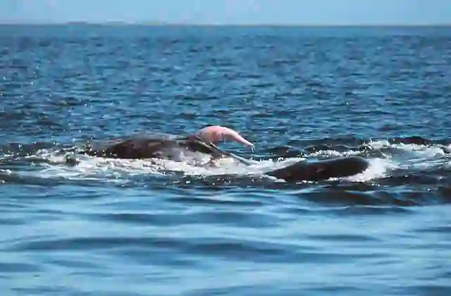Gray Whale (Eschrichtius robustus) with erect penis during mating courtship with female.