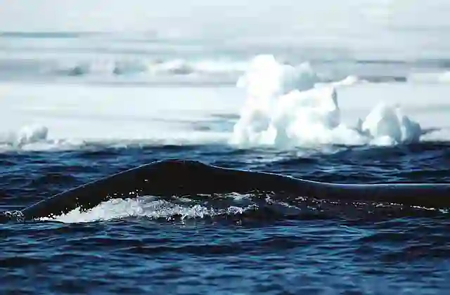 Bowhead Whale (Balaena mysticetus) showing  blowhole mound used to protrude through ice holes.