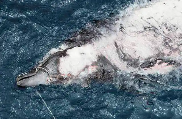 Ginkgo-toothed Beaked Whale (Mesoplodon ginkgodens) found dead on the surface.